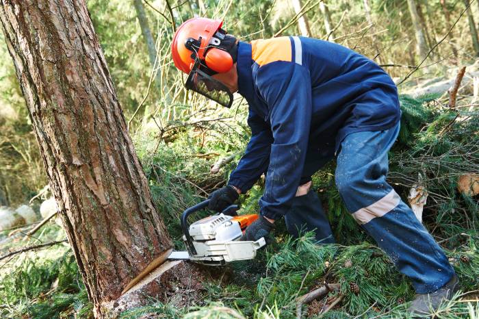 Tree Felling Edinburgh
