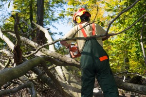 Commercial Arborist Services