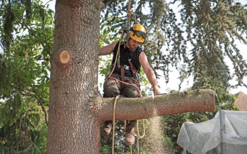 Tree Surgeons vs Arborists