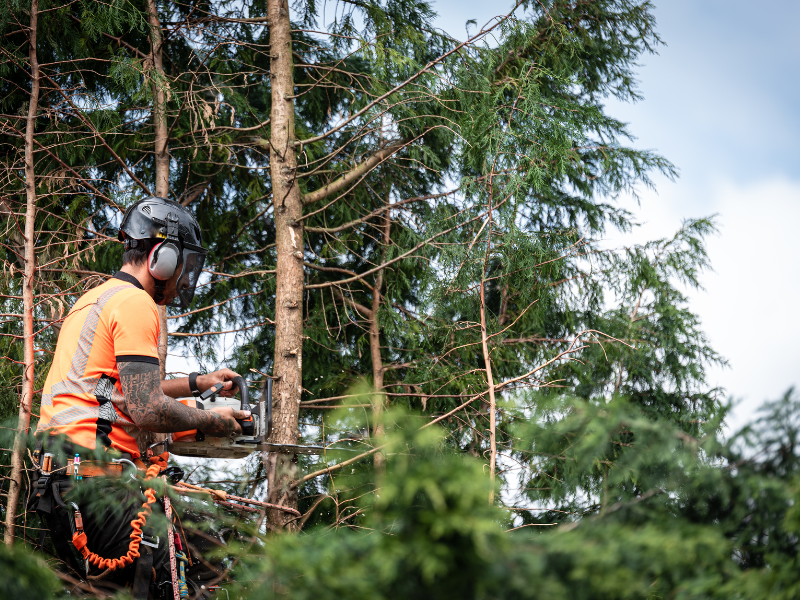 tree felling vs landscaping feature image
