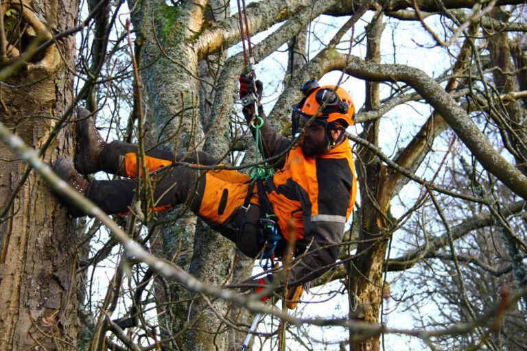 Rikki tree surgeon climbing a tree with his rope and harness