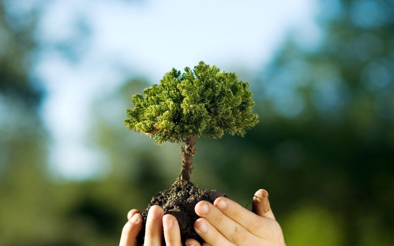 7 Tips for Keeping Your Trees Healthy and Happy in Cramond