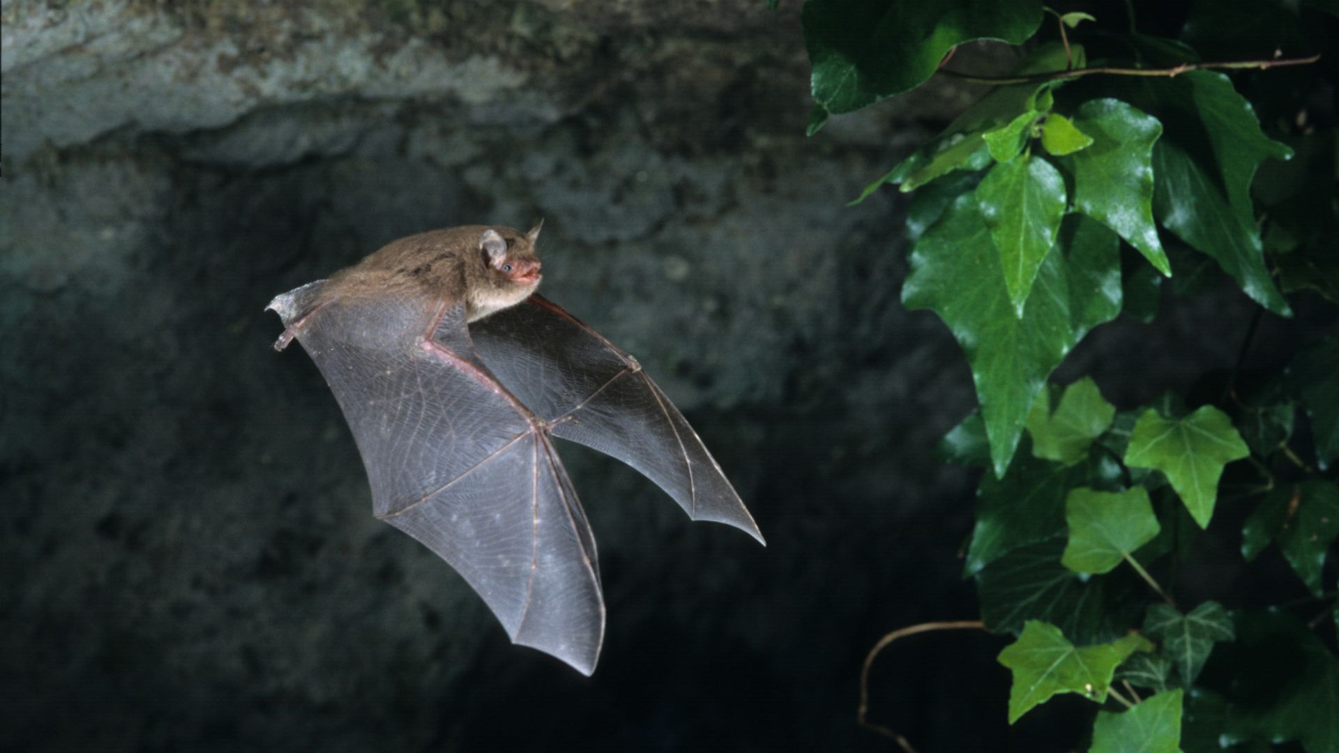 Bat Survey Glasgow. Bat Hanging in a cave.