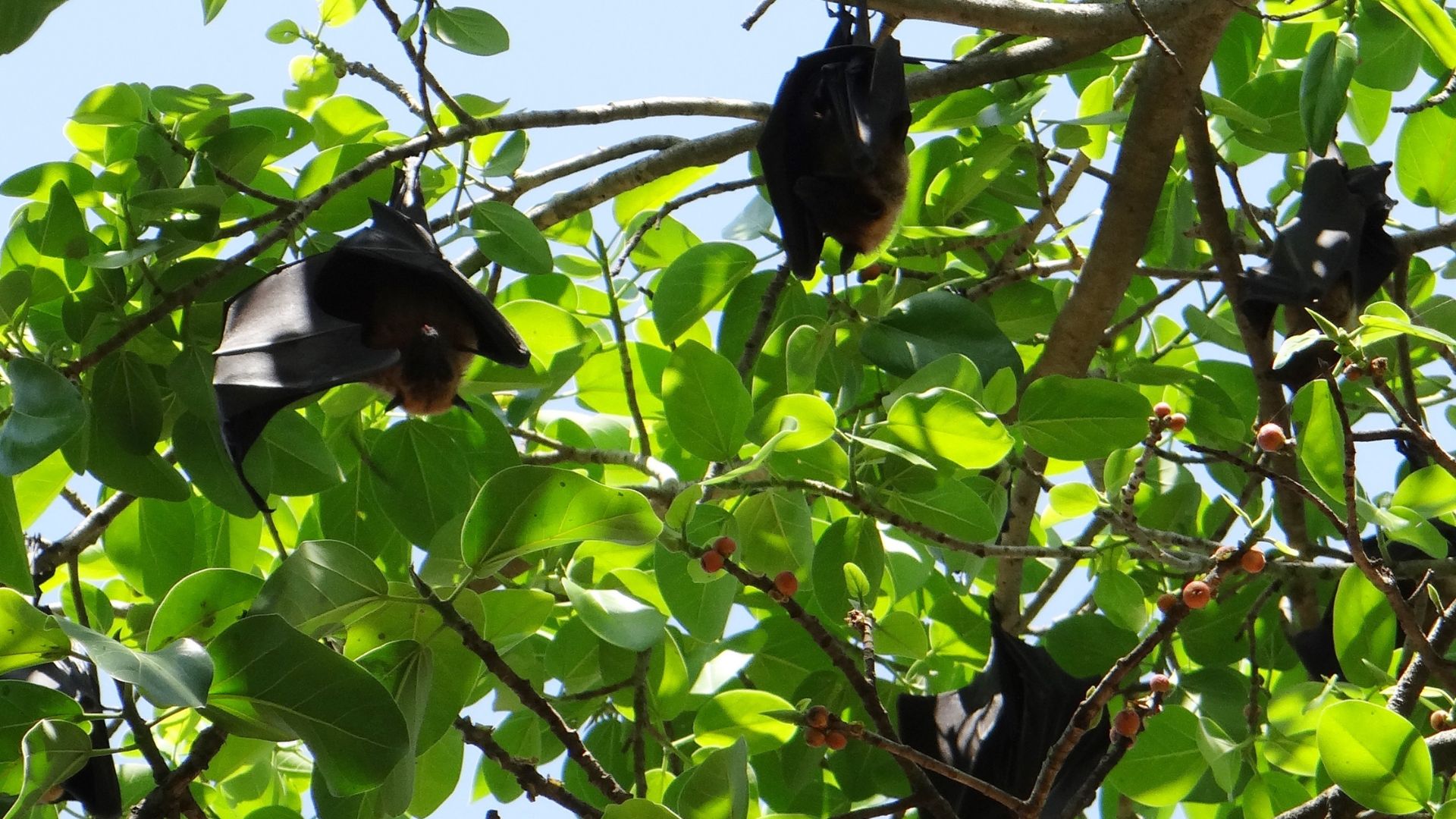 Bat Survey Glasgow. Bat Hanging from the tree.